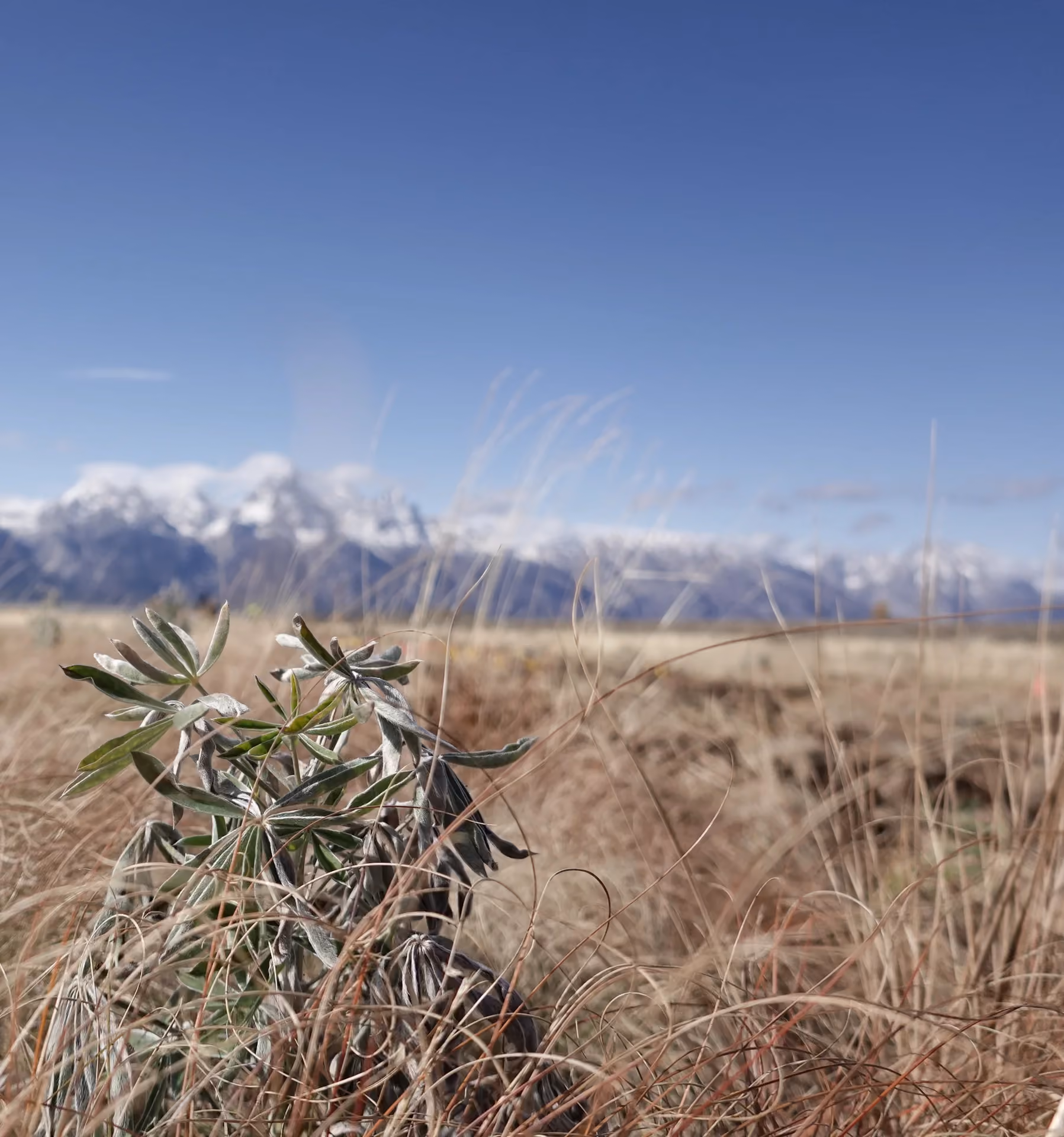 Climate Resiliency