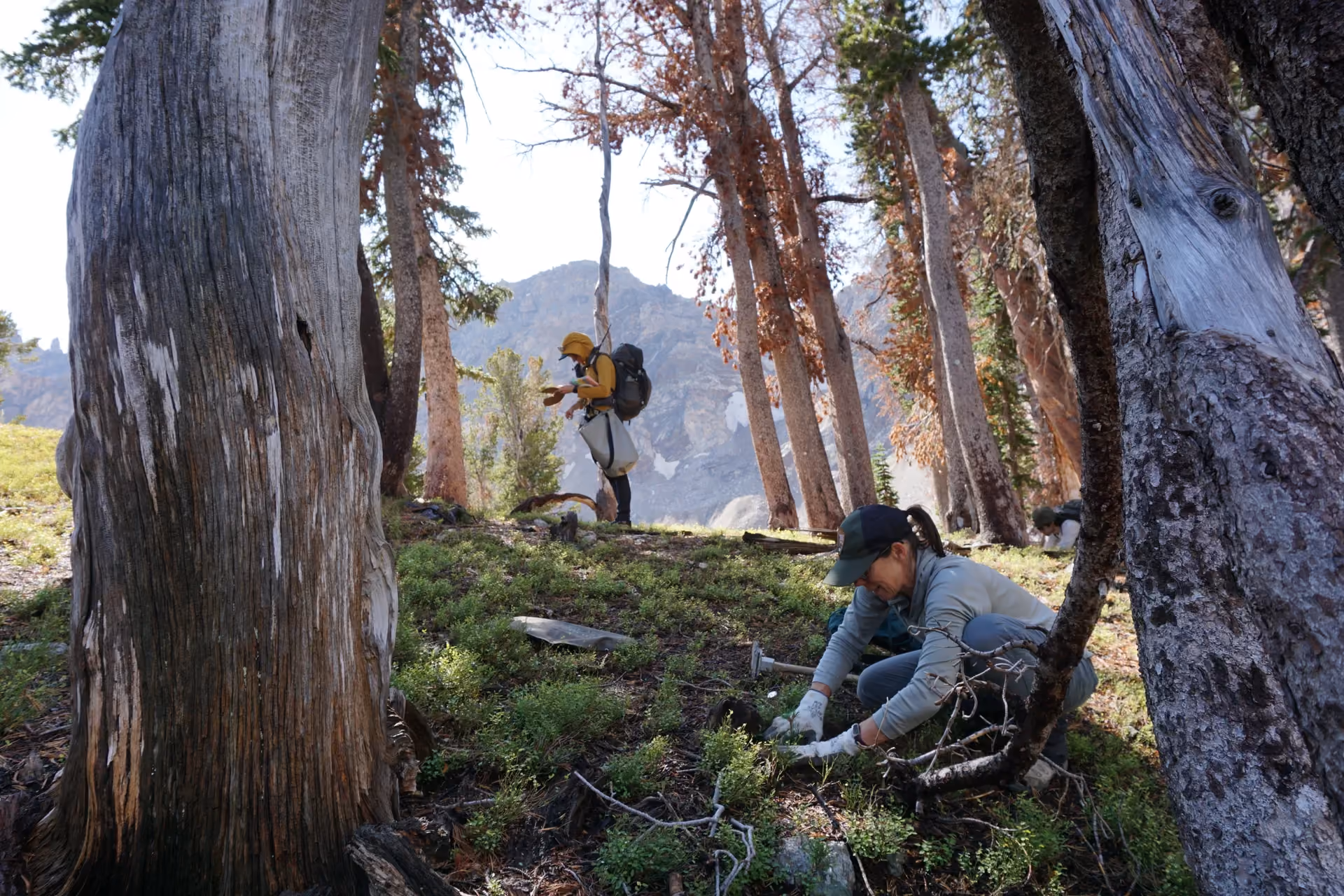 Climate Resiliency