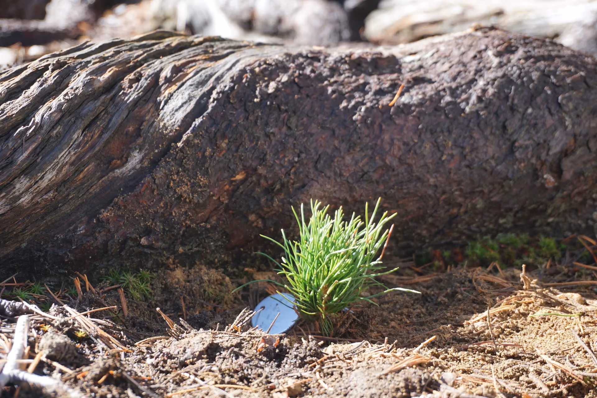 Climate Resiliency