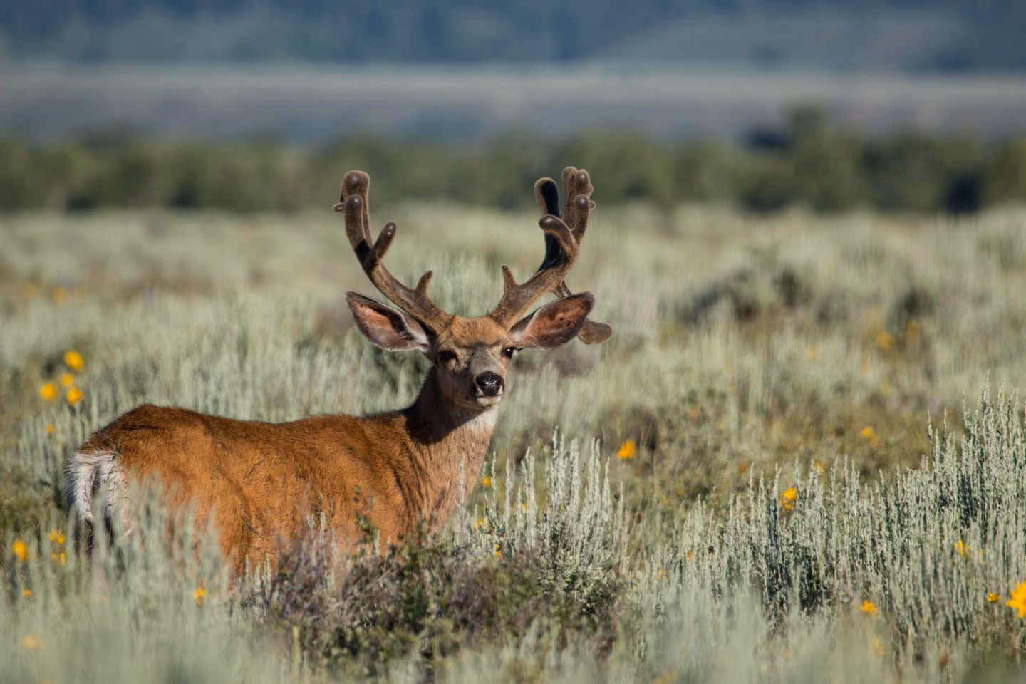Migration and Habitat Connectivity