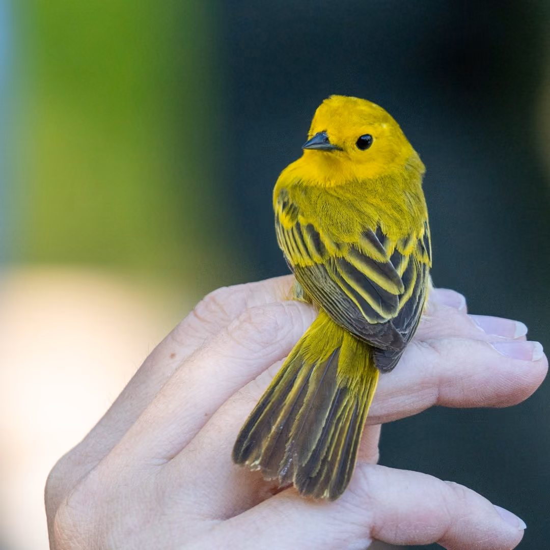 Migration and Habitat Connectivity