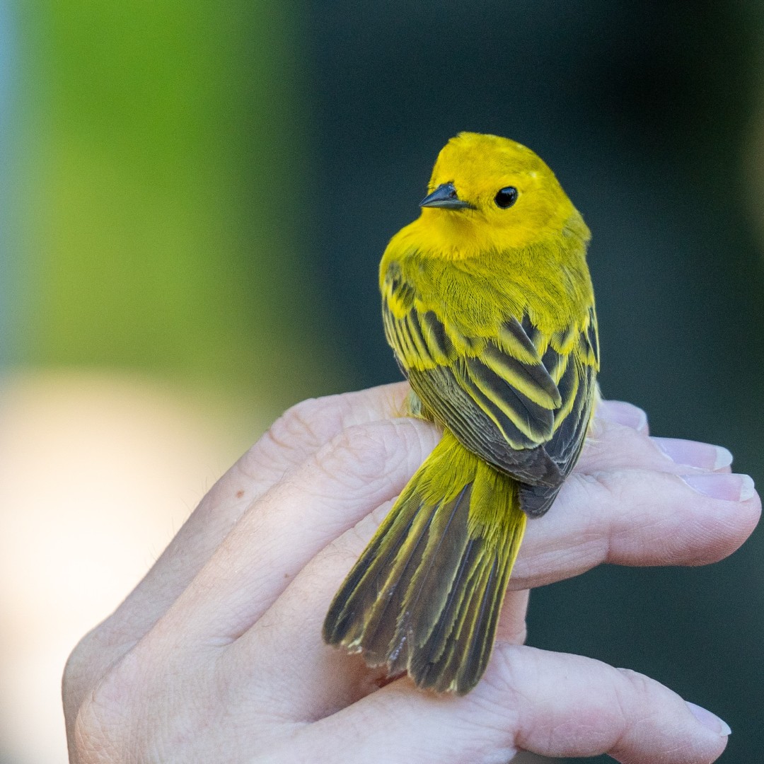 Migration and Habitat Connectivity