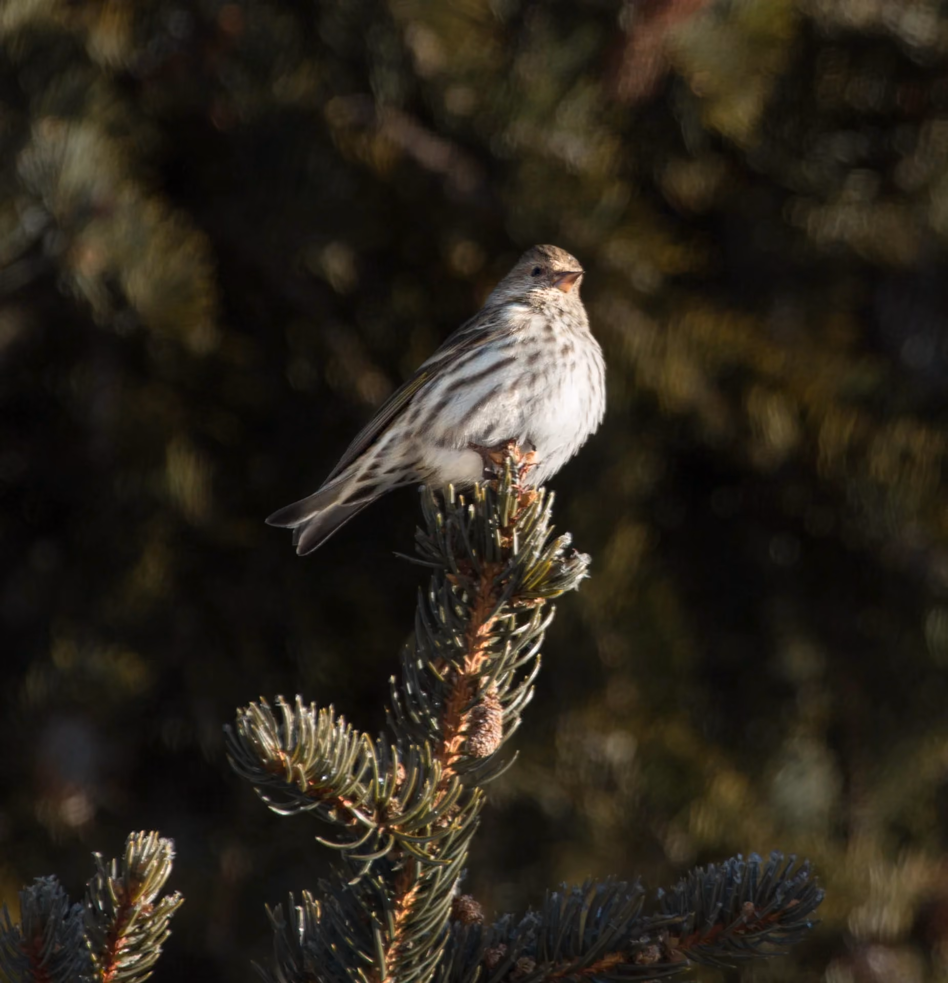 Migration and Habitat Connectivity