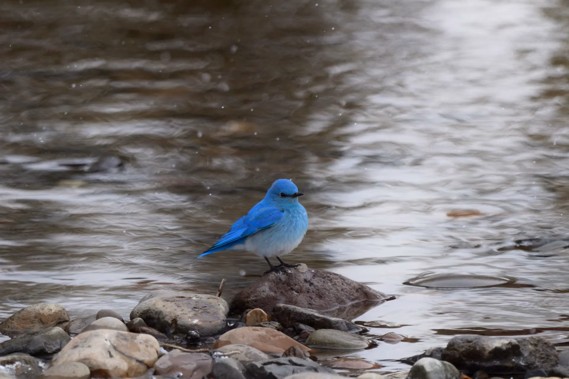 Migration and Habitat Connectivity
