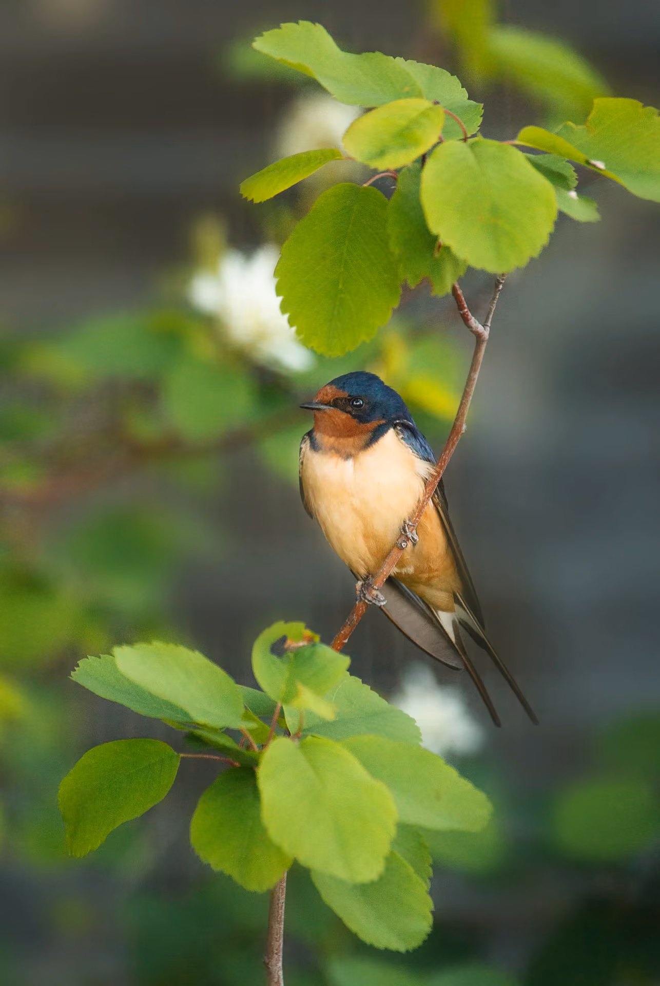 Migration and Habitat Connectivity