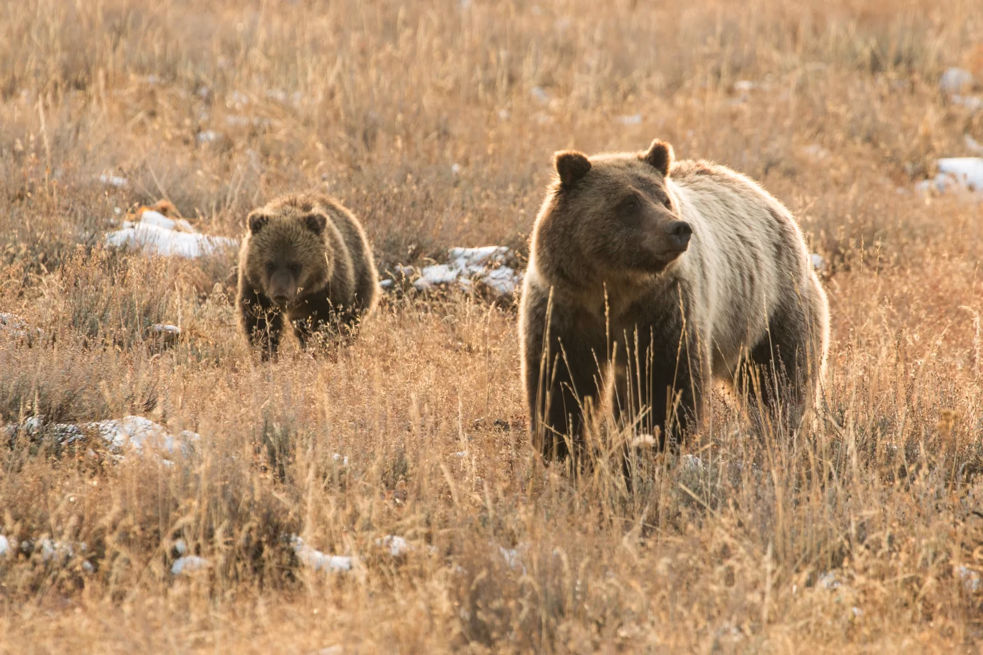 Wildlife Research & Conservation