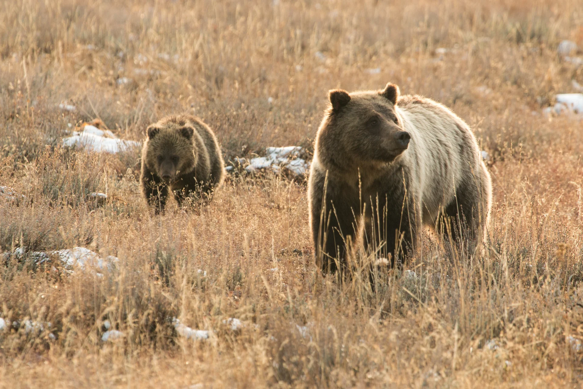 Wildlife Research & Conservation