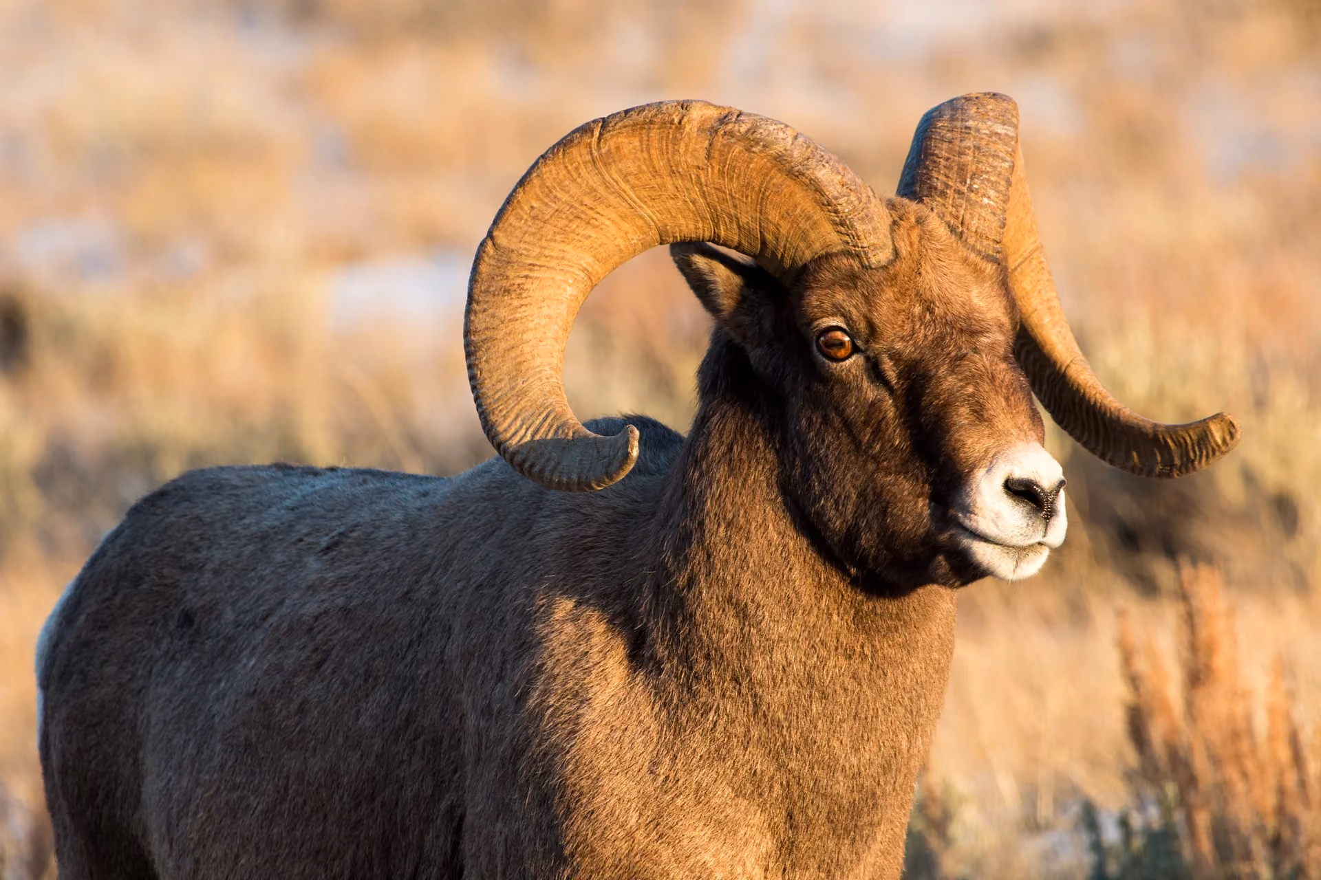 Wildlife Research & Conservation