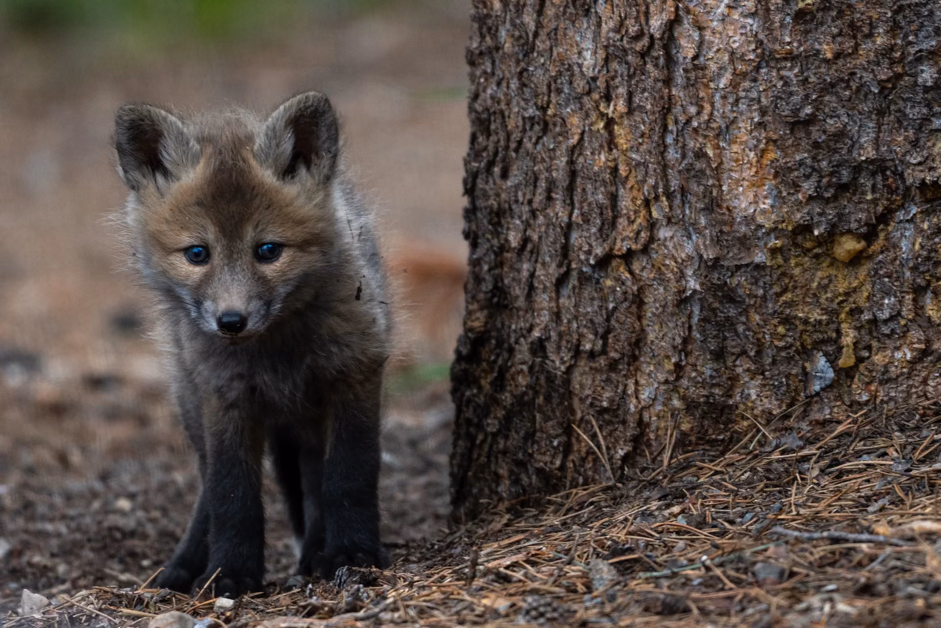 Wildlife Research & Conservation