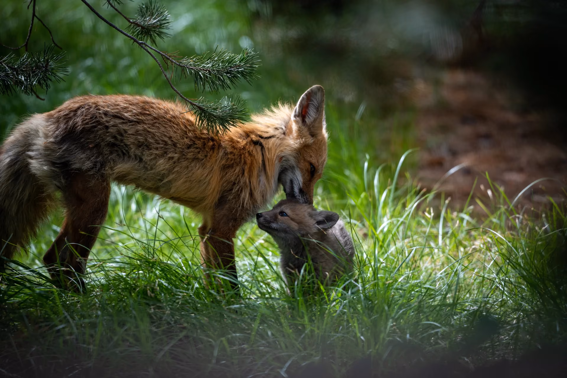 Wildlife Research & Conservation