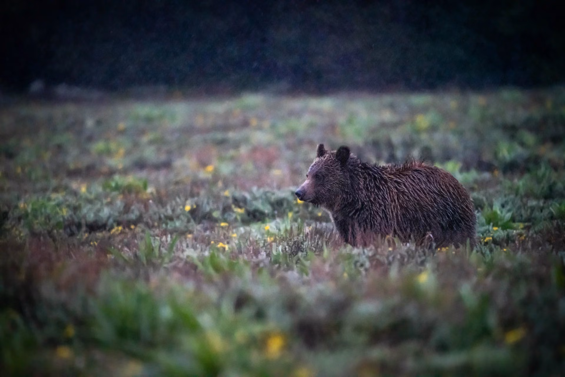 Wildlife Research & Conservation