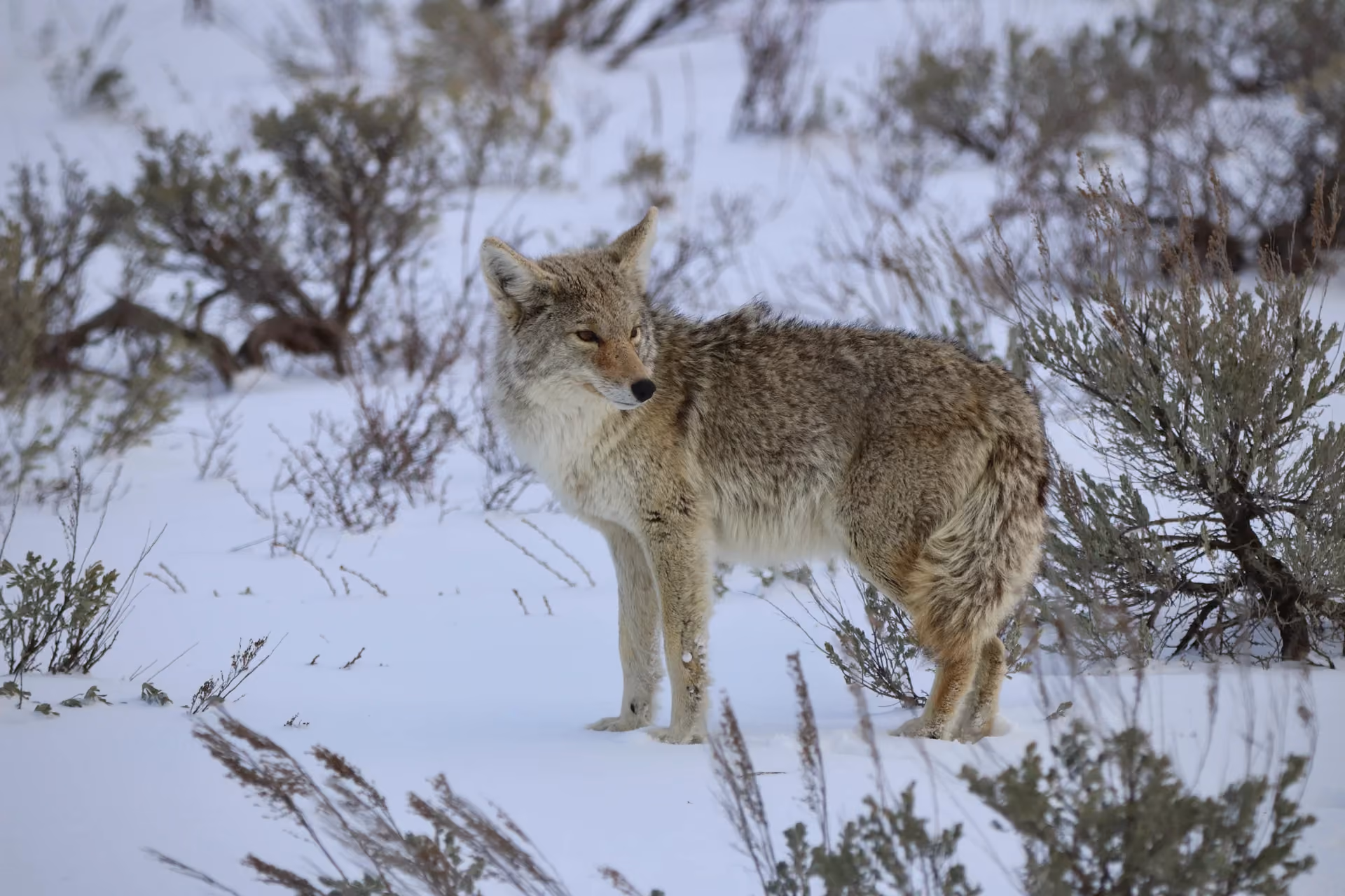 Wildlife Research & Conservation