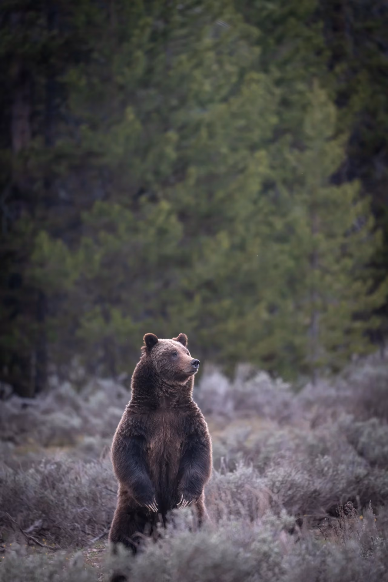 Wildlife Research & Conservation