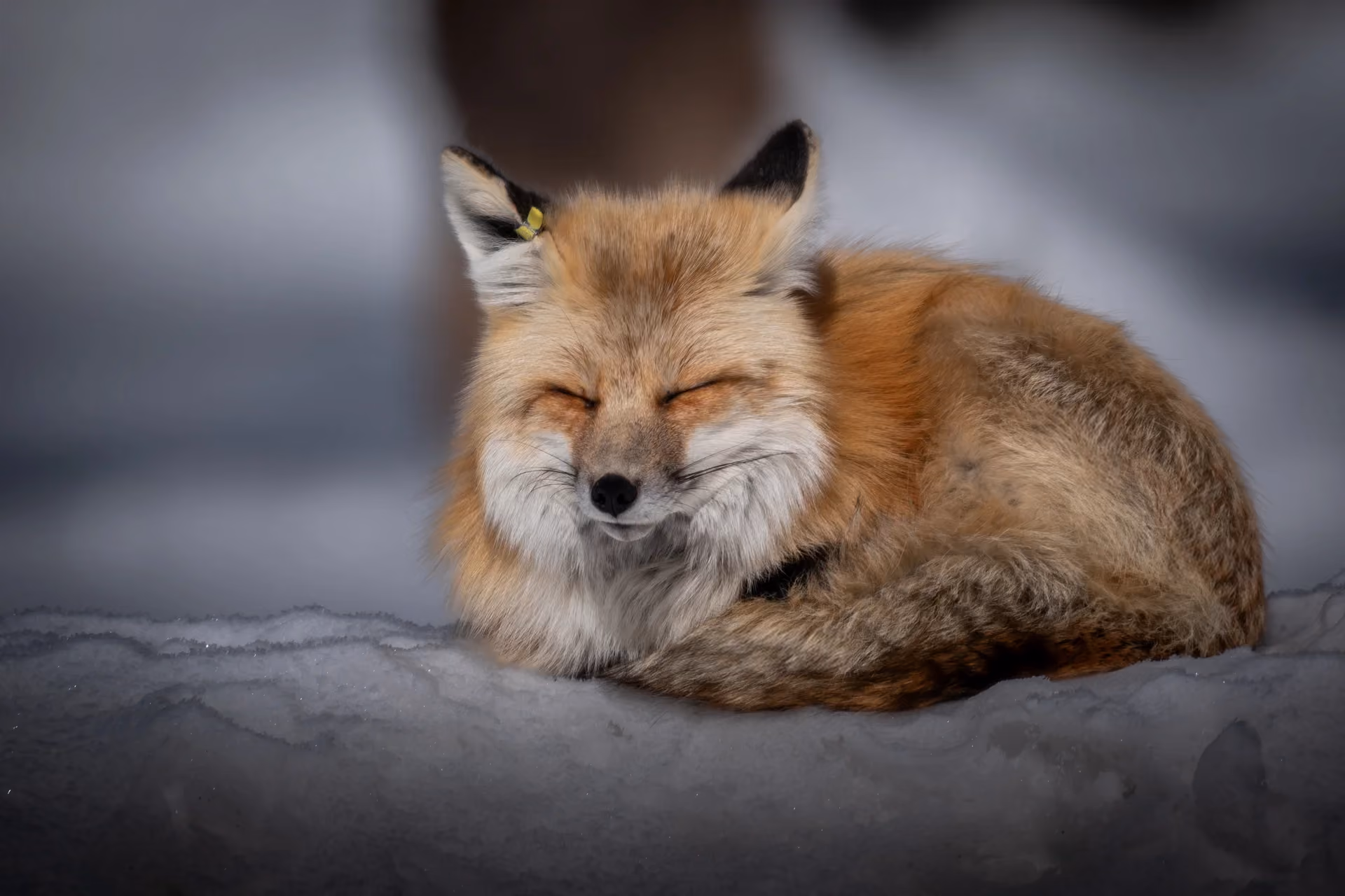Wildlife Research & Conservation