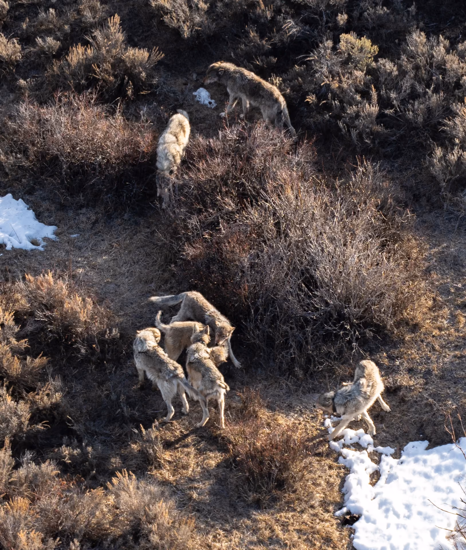 Wildlife Research & Conservation