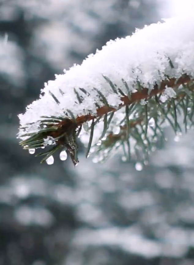 Avalanche Forecasting