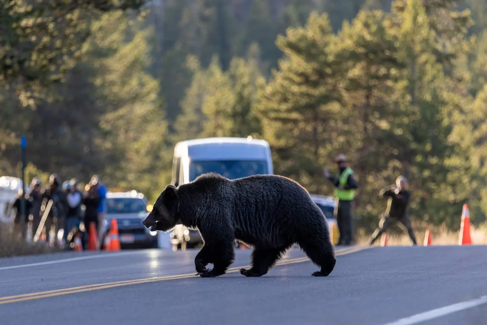 Wildlife Brigade