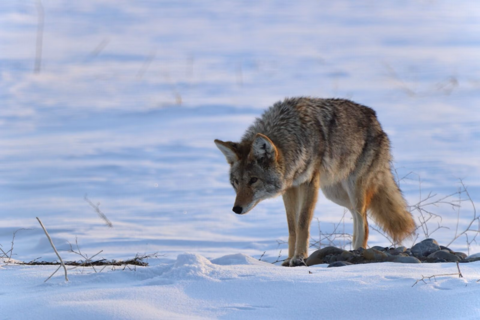 February Wildlife Whereabouts: Winter Still Brings Challenges to Park's Wild Residents