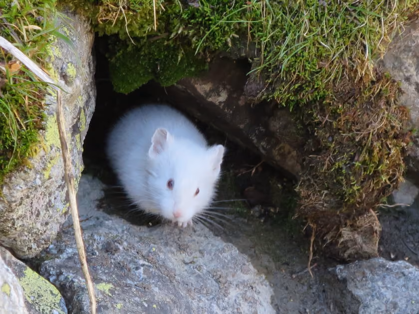 Field Notes from Steve Cain: Albino Pika Seen in the Tetons