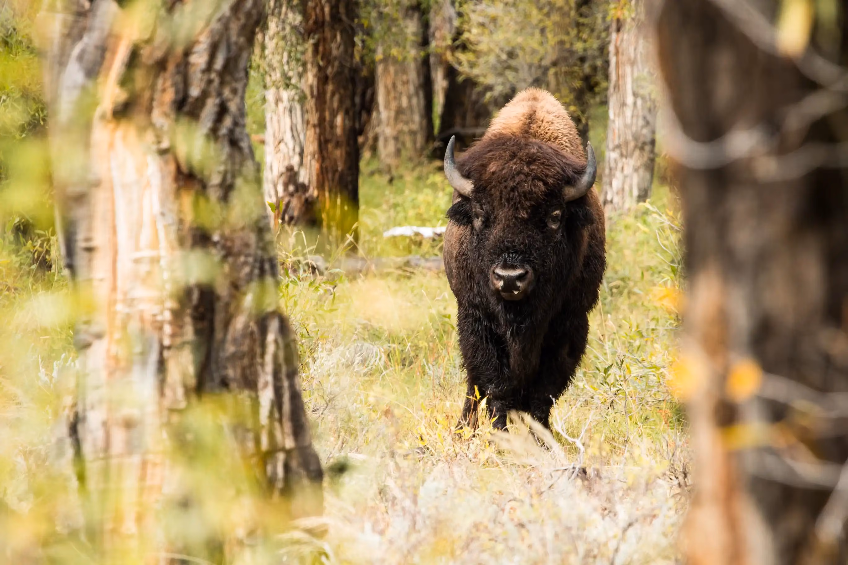 April Wildlife Whereabouts: Spring Transitions