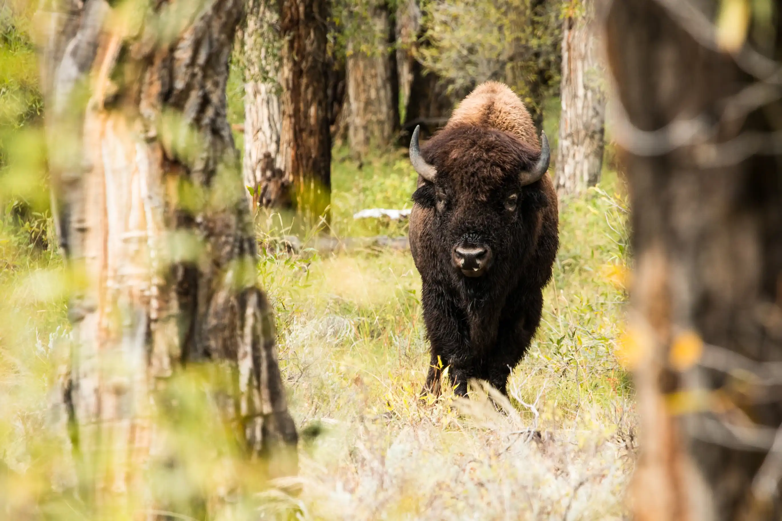 April Wildlife Whereabouts: Spring Transitions