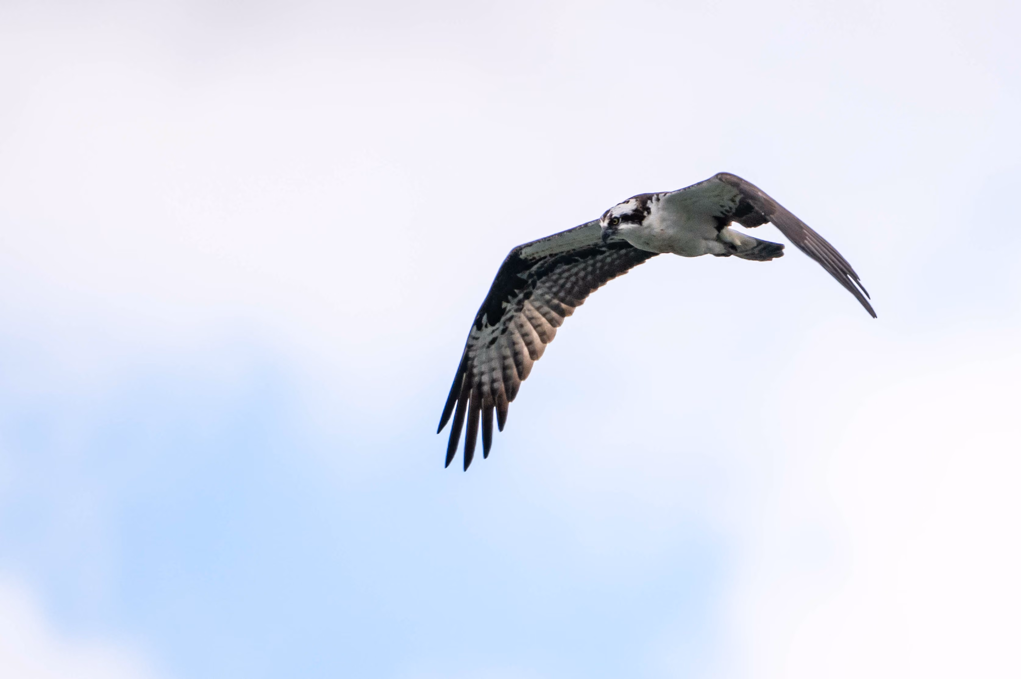May Wildlife Whereabouts: Migration, Nesting, & New Life