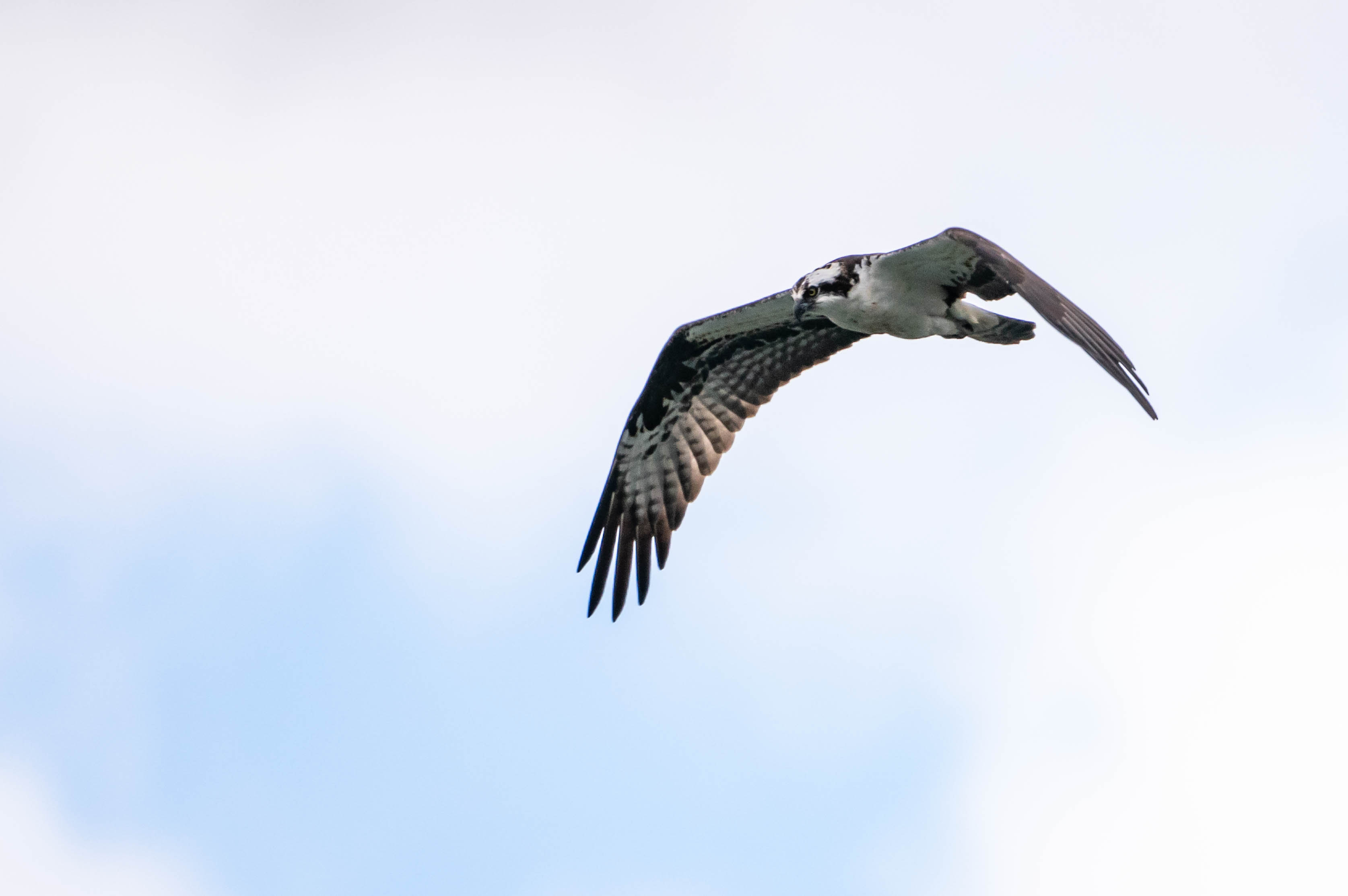 May Wildlife Whereabouts: Migration, Nesting, & New Life