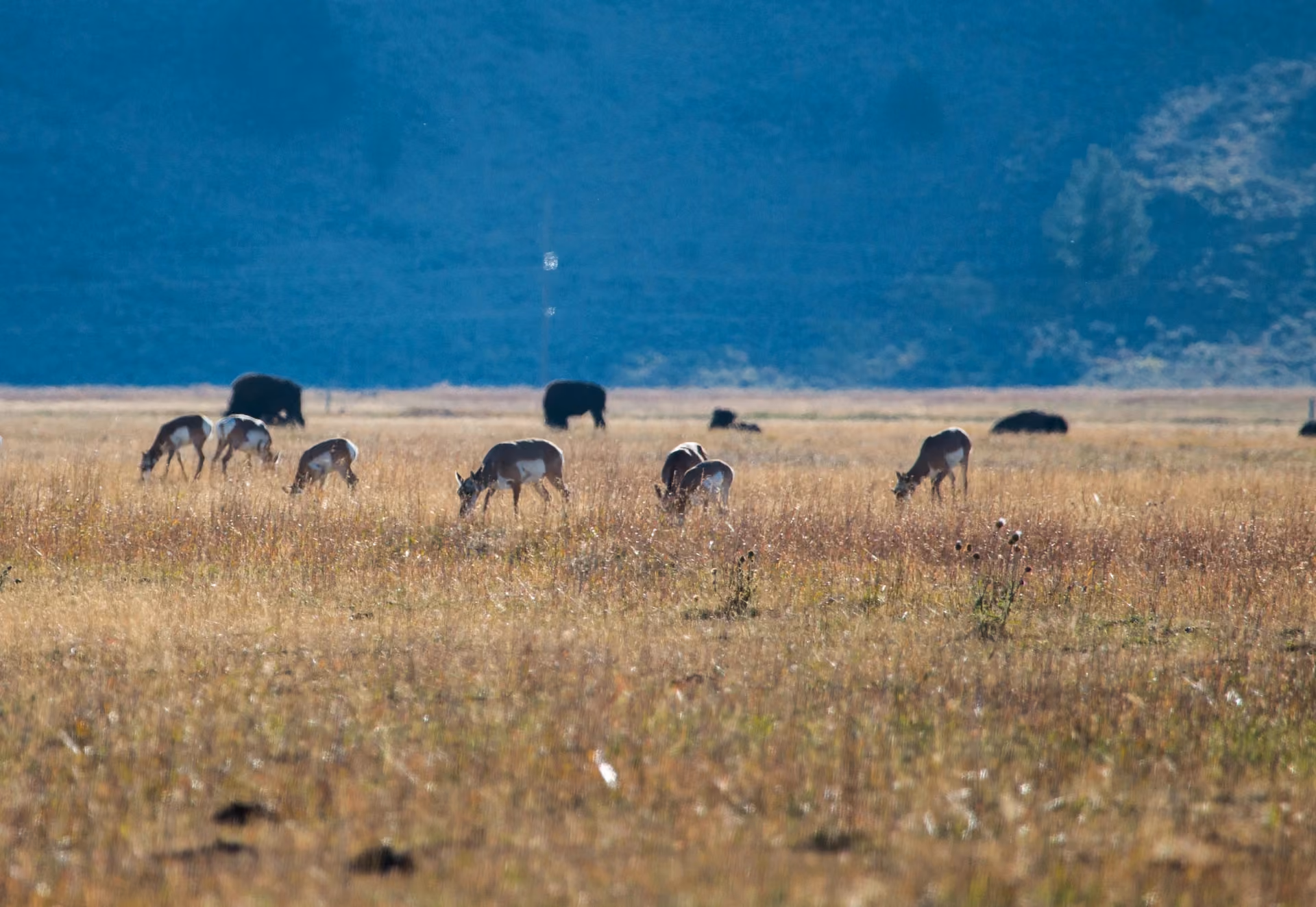 Migration & Habitat Connectivity