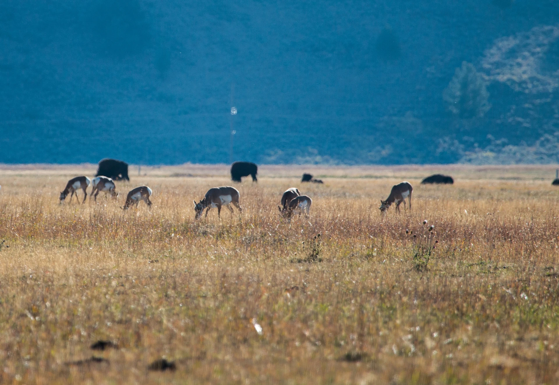 Migration & Habitat Connectivity