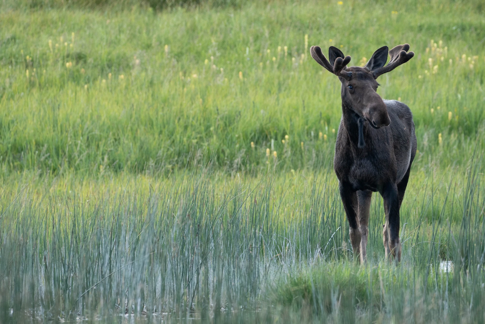 Field Notes from Steve Cain: Wildlife Reproduction