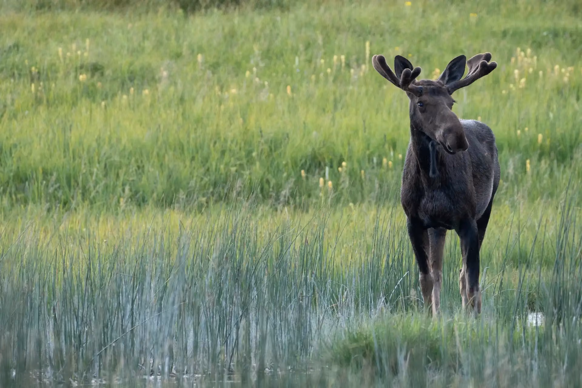 Field Notes from Steve Cain: Wildlife Reproduction