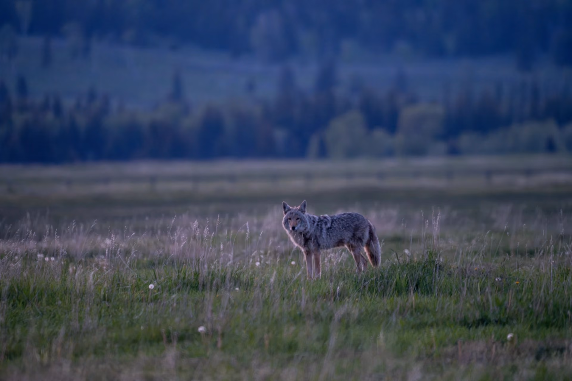 Wildlife Research & Conservation