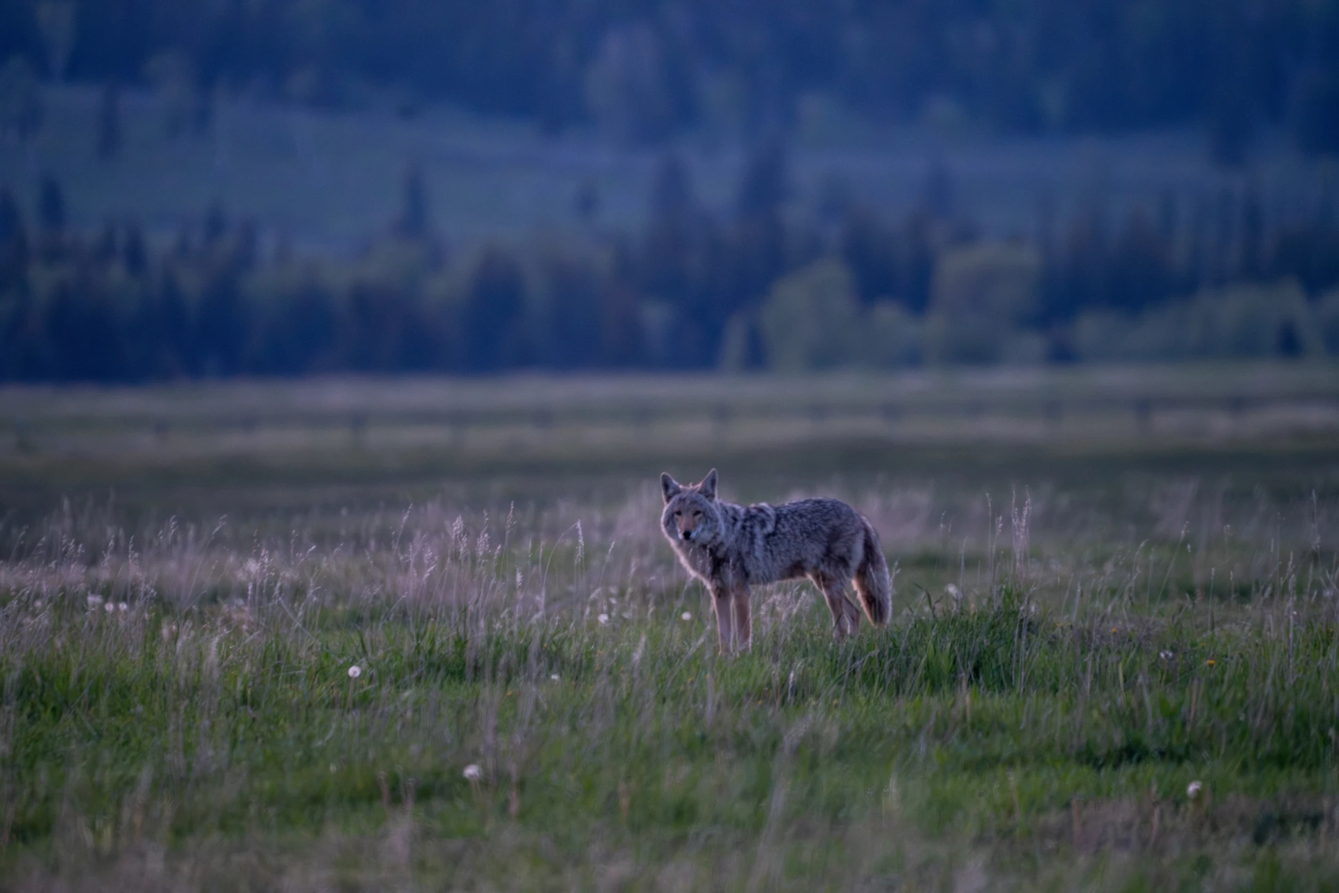 Wildlife Research & Conservation