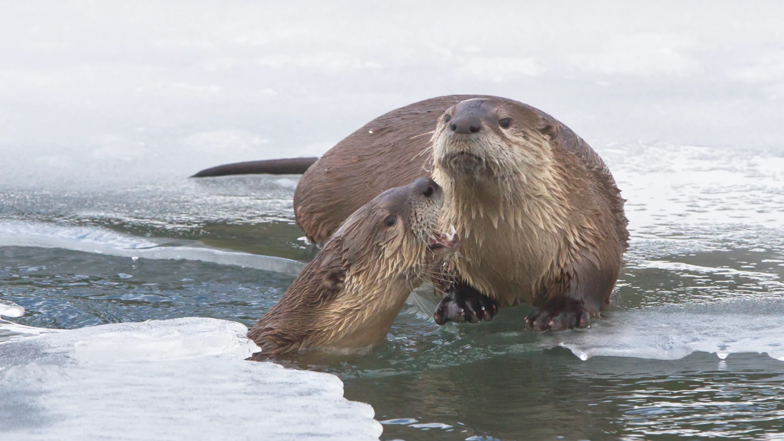 March Wildlife Whereabouts: Spring Conditions Still Challenge Wildlife