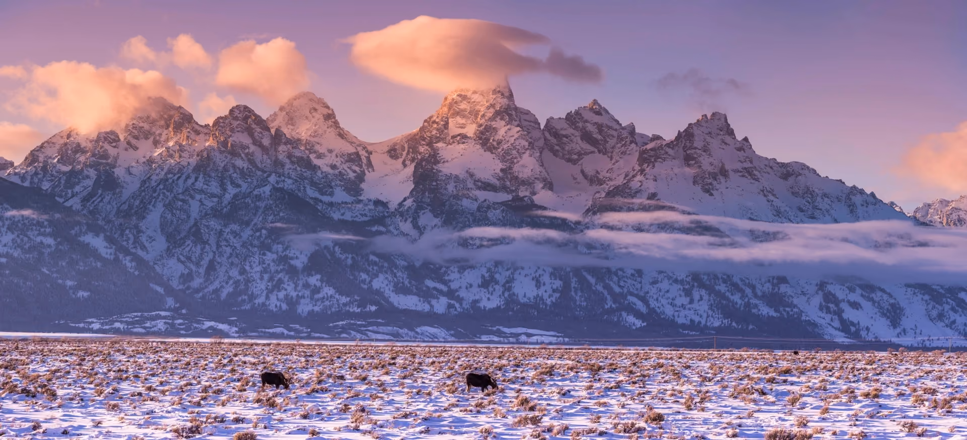 Field Notes from Steve Cain: Essential Winter Adaptions