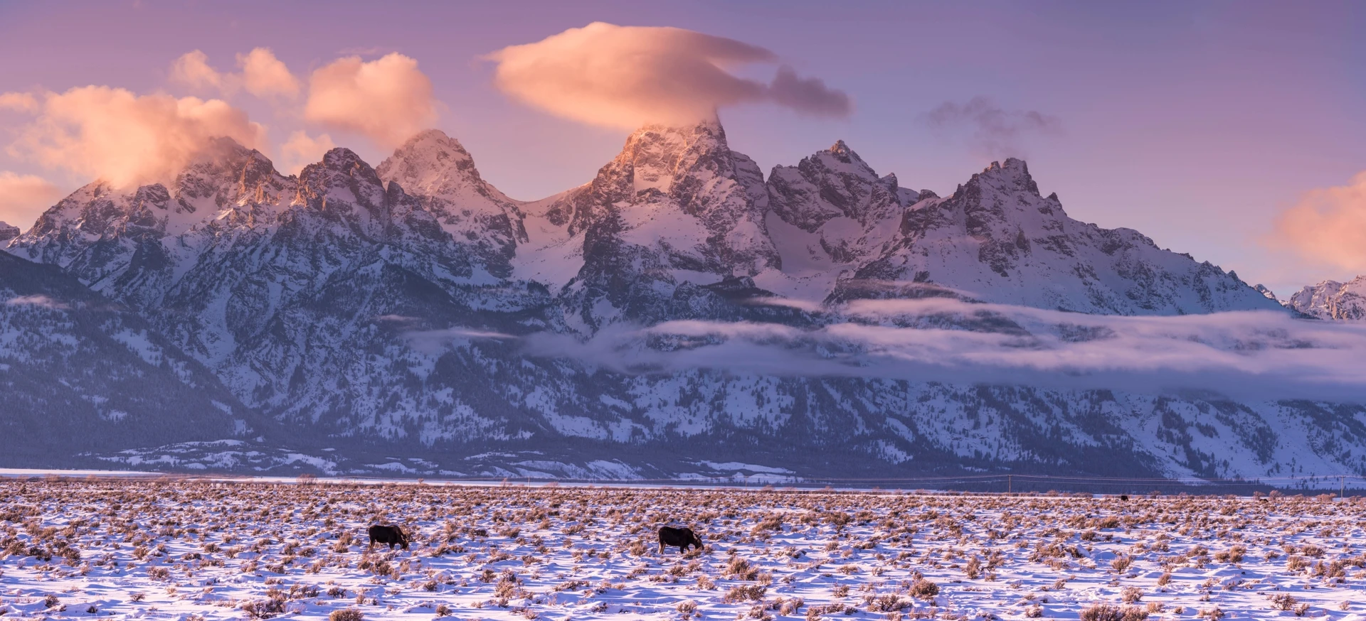 Field Notes from Steve Cain: Essential Winter Adaptions