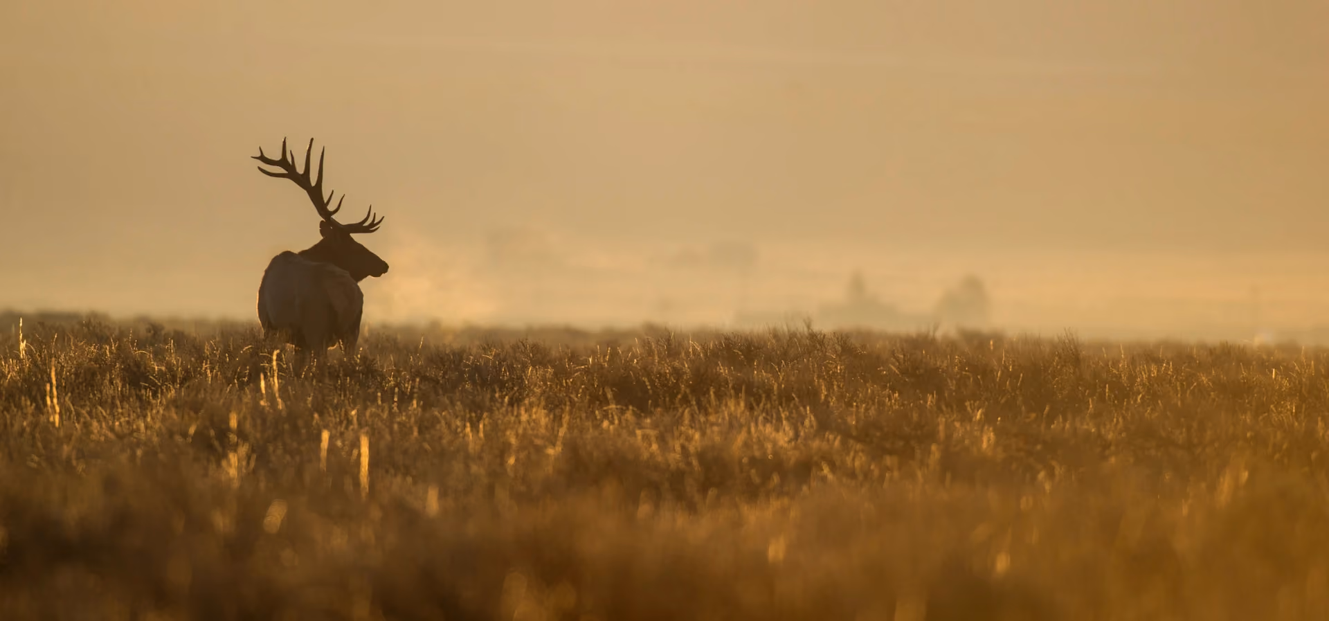 Field Notes from Steve Cain: Bugling Elk