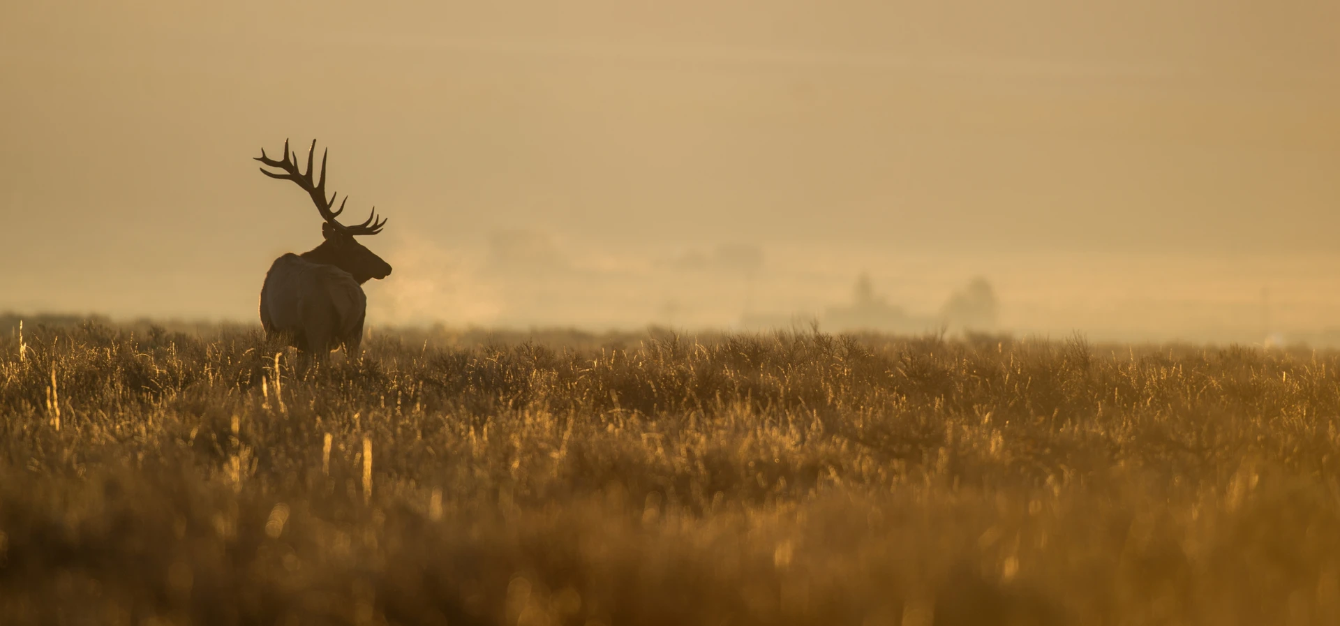 Field Notes from Steve Cain: Bugling Elk