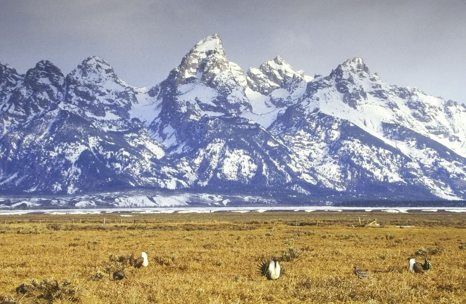Field Notes from Steve Cain: A Field Biologist's Spring Reflection