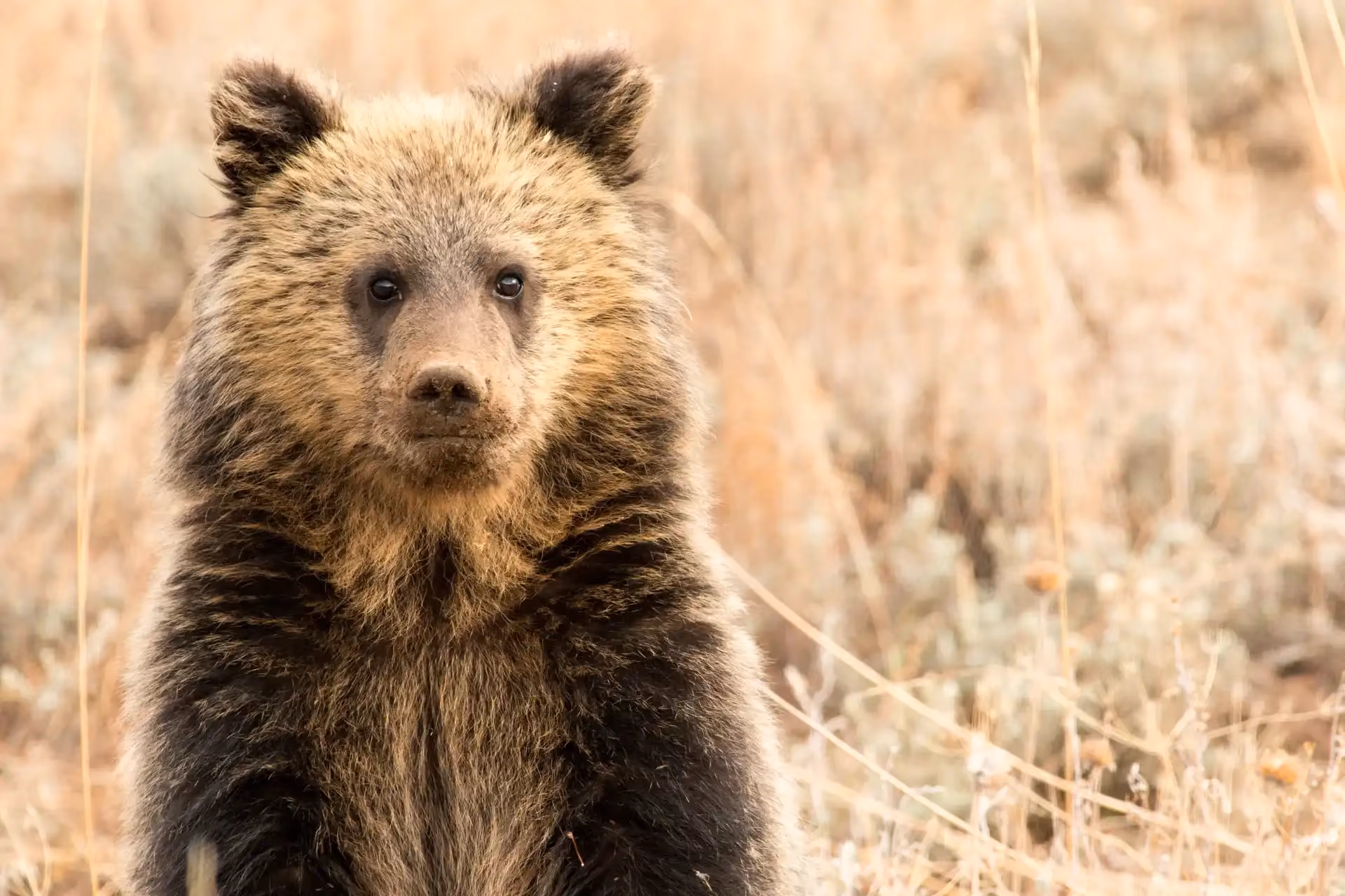 Wildlife Research & Conservation