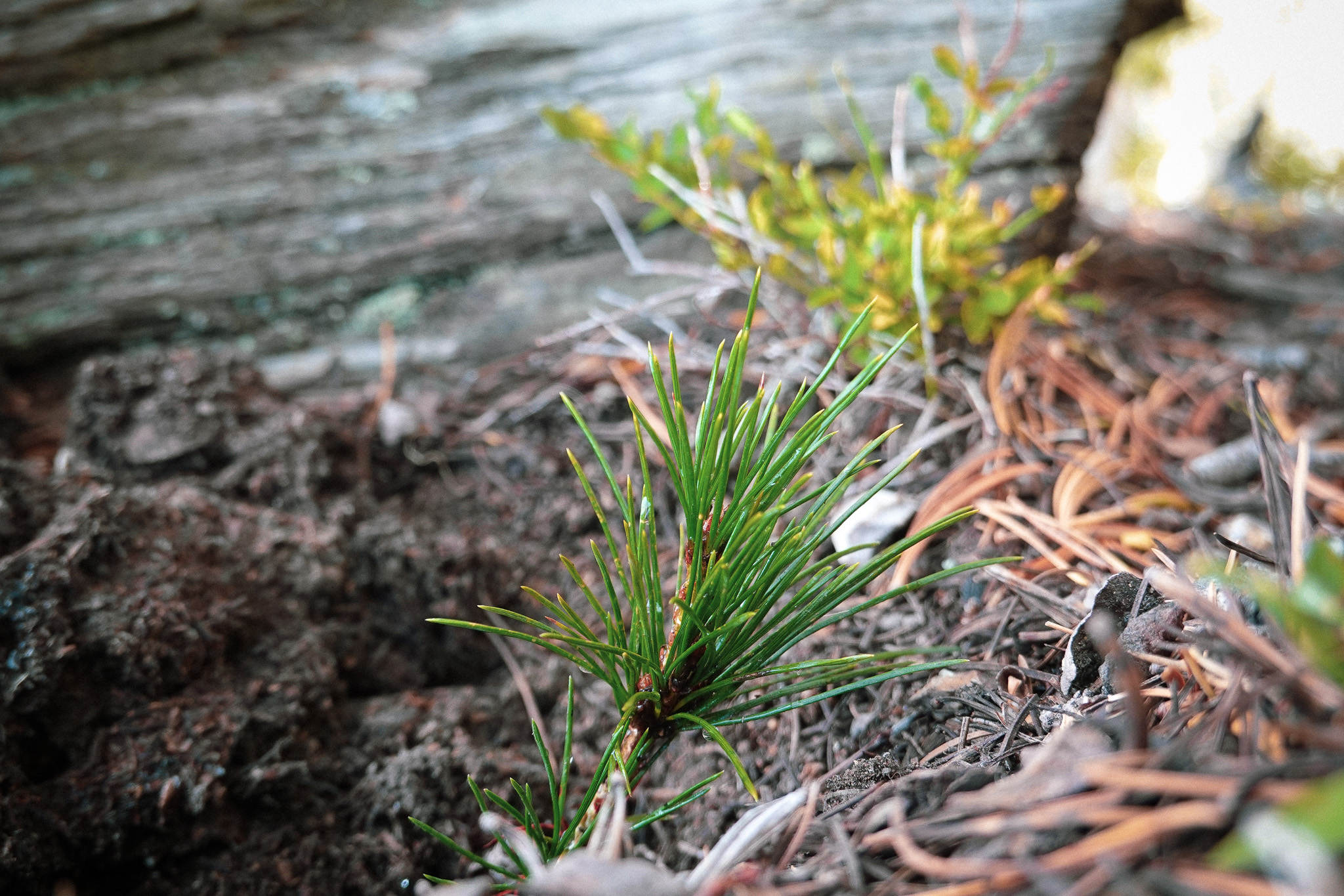 Whitebark Pine Restoration: A Look at the 2026 Season