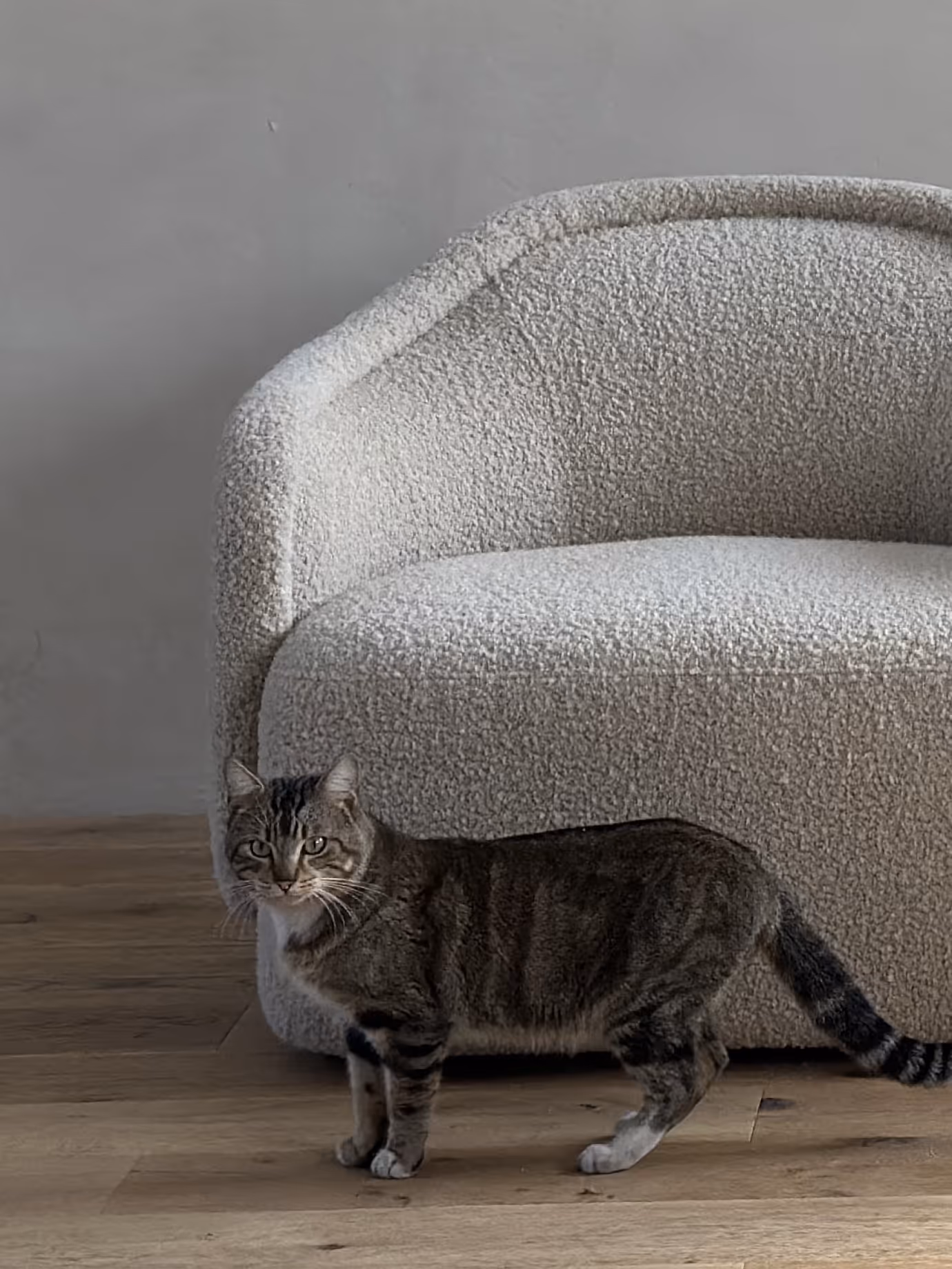A tabby cat with stripes standing on a wooden floor in front of a textured light gray armchair.