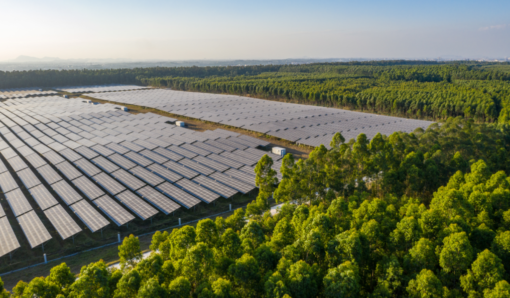 Seal Alternatives Fonden: En dansk fond med global spredning