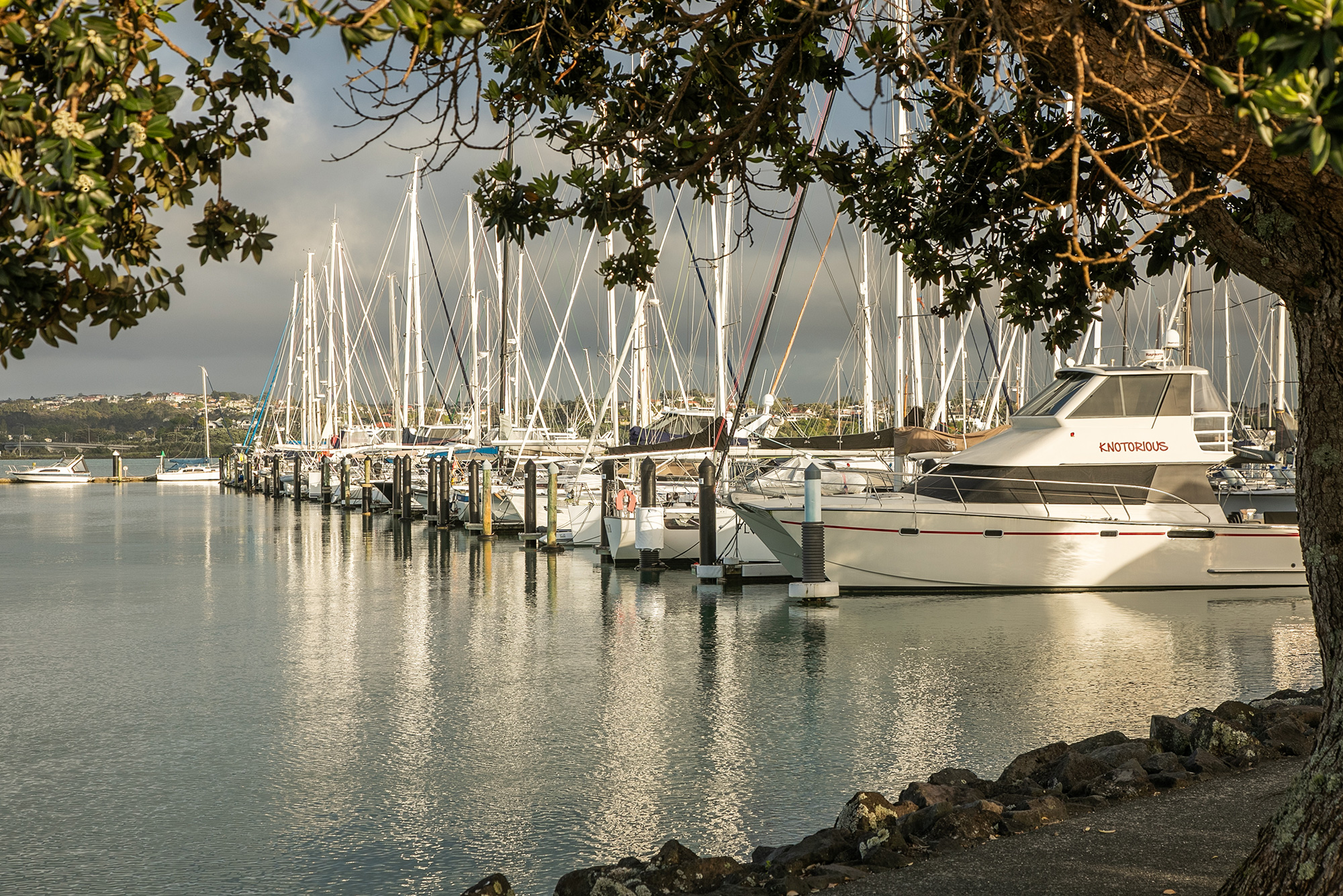 Pōhutukawa framing the berths at Bayswater Marina