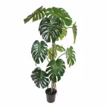 Plante verte décorative pour open space