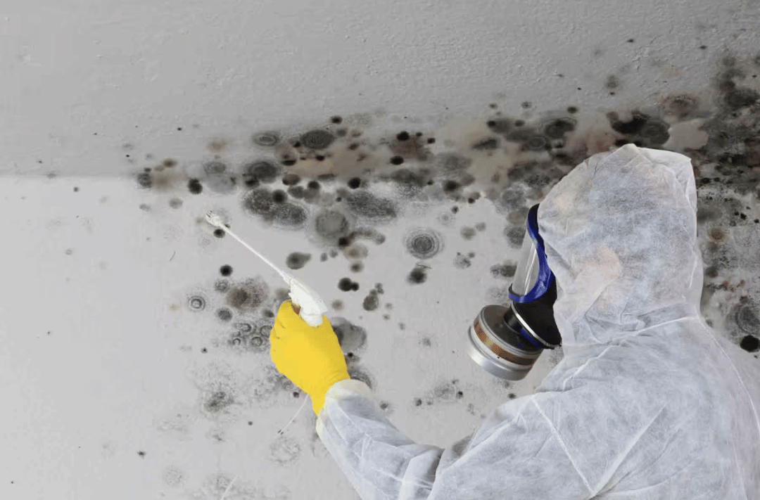 Can Mold and Rot Cause Structural Problems in a Home?