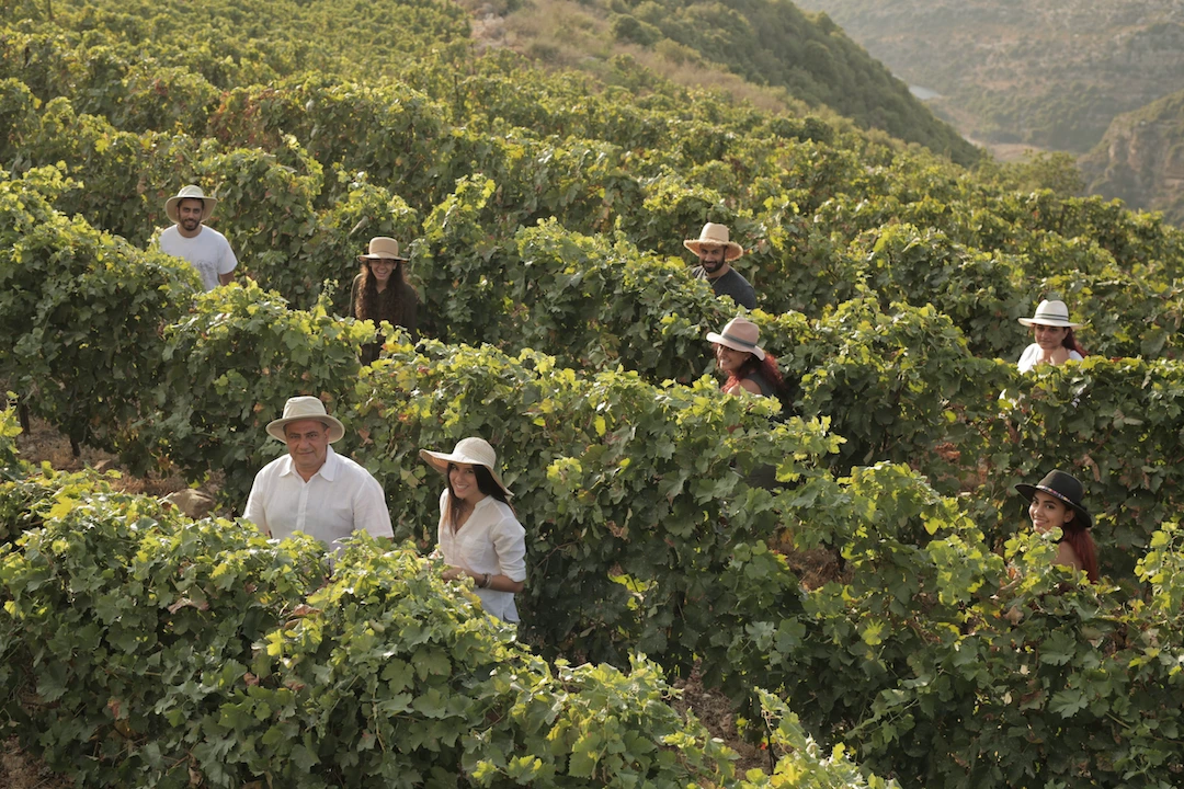 The Hark family working together to collect the grapes from a recent, bountiful harvest. (PIctured L-R: Yussef, Assad, Yara, Hala, Yaacoub, Rita, Katy, and Mira Hark)