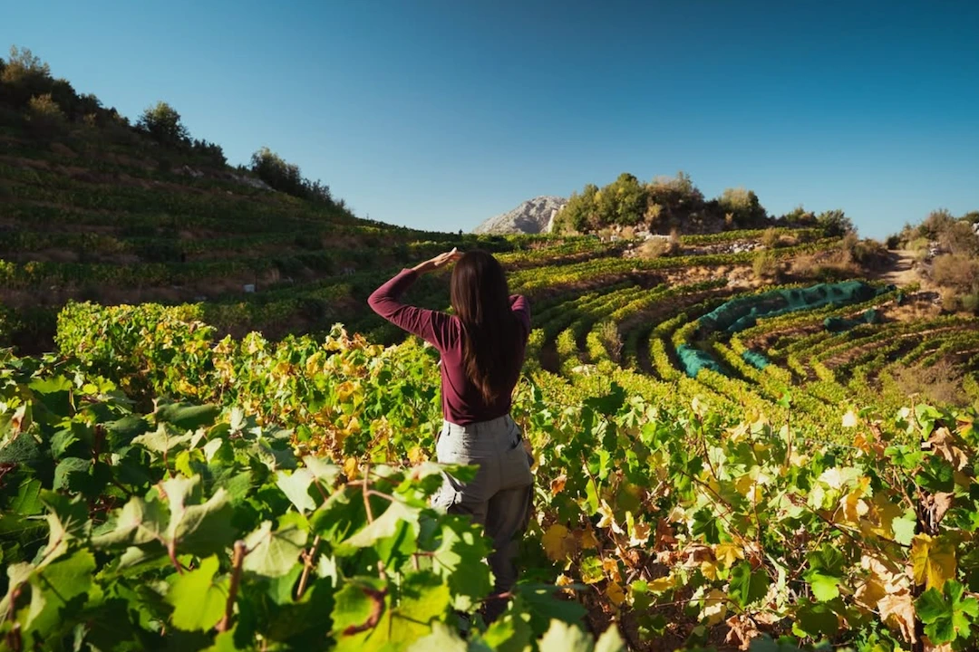 Hala Hark surveying one of Batroun Mountains' scenic mountain vineyards