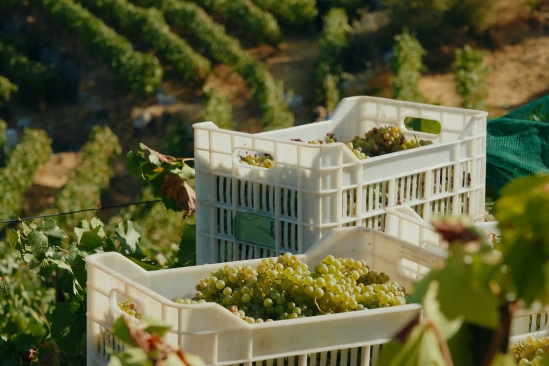 Two boxes of freshly hand-picked Batroun Mountains grapes lying in the vineyard, awaiting transport to the nearby winery for cleaning.