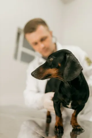 A professional looking after a dog